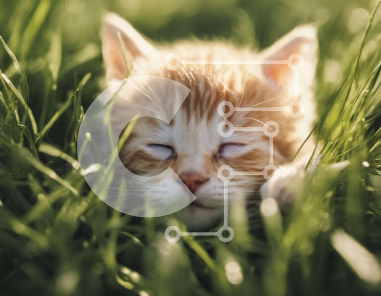 Σετ των 2 Intra Συλλεκτικό Ξύλινο Παζλ Plywood  4mm - Κοντινό πλάνο ενός γατάκι που κοιμάται στο γρασίδι Σε Ξύλινο Κουτί - Διαστάσεις: 10x10 cm – 25 κομμάτια