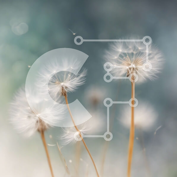 Intra Συλλεκτικό Ξύλινο Παζλ Plywood  4mm - Κοντινό πλάνο ανθισμένων πικραλίδων με σπόρους στον άνεμο Σε Ξύλινο Κουτί - Διαστάσεις: 10x10 cm – 25 κομμάτια