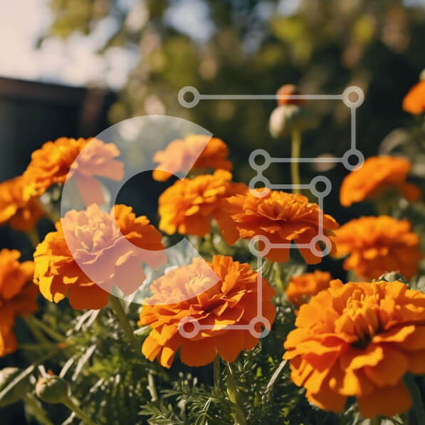 Intra Συλλεκτικό Ξύλινο Παζλ Plywood  4mm - Ζωντανά λουλούδια κατιφέ σε έναν κήπο Σε Ξύλινο Κουτί - Διαστάσεις: 10x10 cm – 25 κομμάτια