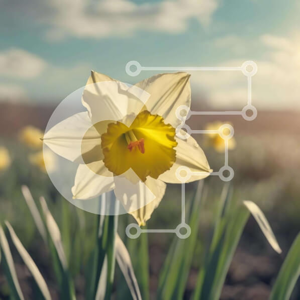 Intra Συλλεκτικό Ξύλινο Παζλ Plywood  4mm - Ενιαίο κίτρινο λουλούδι ασφόδελου σε ανοιχτό πεδίο στο ηλιοβασίλεμα Σε Ξύλινο Κουτί - Διαστάσεις: 10x10 cm – 25 κομμάτια