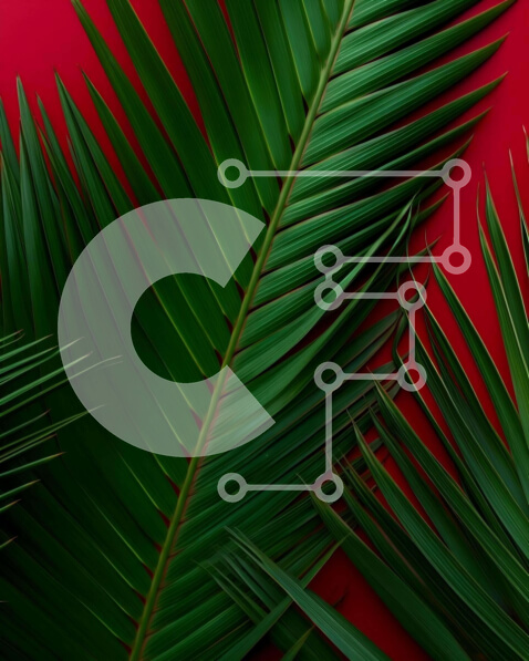 Intra Συλλεκτικό Ξύλινο Παζλ Plywood  4mm - Κοντινό πλάνο των πράσινων φύλλων φοίνικα σε πορτοκαλί ή κόκκινο φόντο Σε Ξύλινο Κουτί - Διαστάσεις: 10x10 cm – 25 κομμάτια