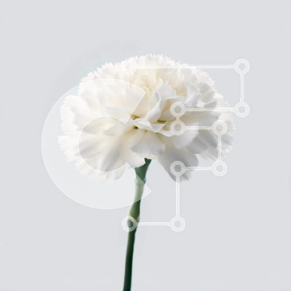 Intra Συλλεκτικό Ξύλινο Παζλ Plywood  4mm - Όμορφη εικόνα ενός λευκού λουλουδιού γαρύφαλλου με πράσινα φύλλα Σε Ξύλινο Κουτί - Διαστάσεις: 10x10 cm – 25 κομμάτια