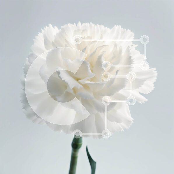 Intra Συλλεκτικό Ξύλινο Παζλ Plywood  4mm - Όμορφη εικόνα του λευκού λουλουδιού γαρύφαλλου σε ένα λεπτό γκρι φόντο Σε Ξύλινο Κουτί - Διαστάσεις: 10x10 cm – 25 κομμάτια