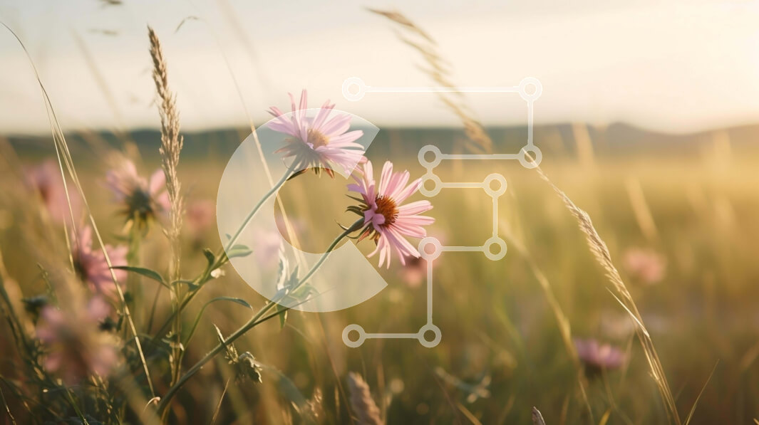 Intra Συλλεκτικό Ξύλινο Παζλ Plywood  4mm - Ροζ λουλούδια σε ένα χορταριασμένο χωράφι στο ηλιοβασίλεμα Σε Ξύλινο Κουτί - Διαστάσεις: 10x10 cm – 25 κομμάτια