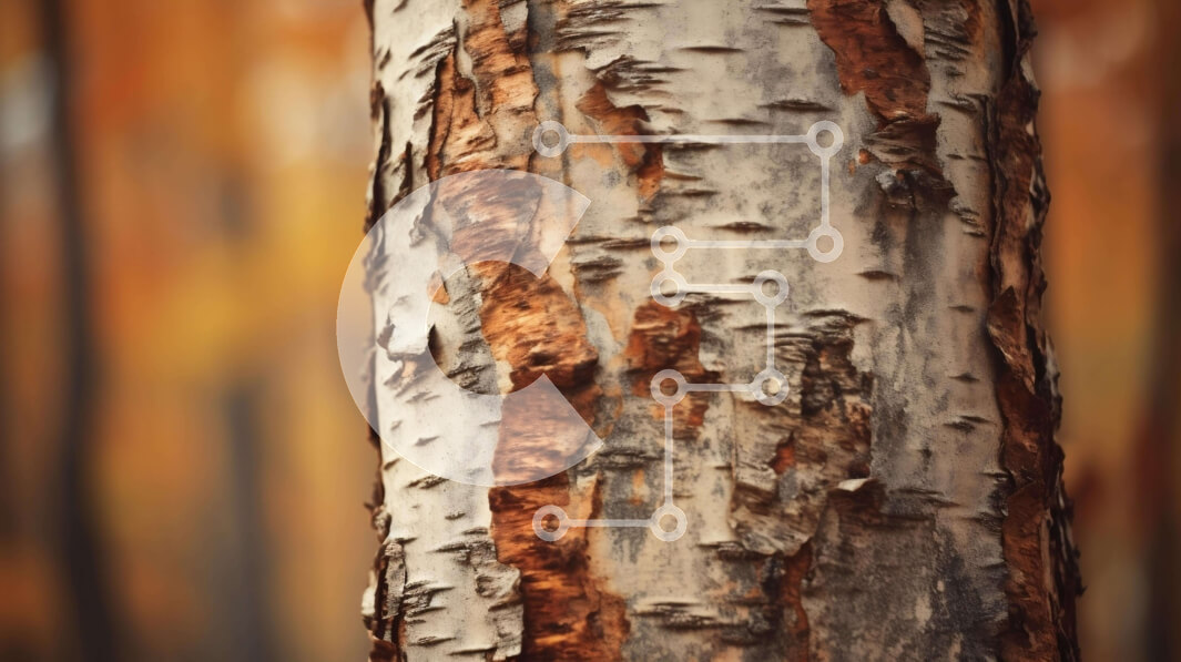 Intra Συλλεκτικό Ξύλινο Παζλ Plywood  4mm - Κοντινό πλάνο κορμών σημύδας το φθινόπωρο Σε Ξύλινο Κουτί - Διαστάσεις: 10x10 cm – 25 κομμάτια