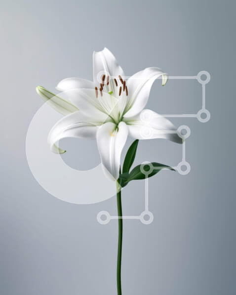 Intra Συλλεκτικό Ξύλινο Παζλ Plywood  4mm - Όμορφη εικόνα του λουλουδιού λευκού κρίνου σε γκρι φόντο Σε Ξύλινο Κουτί - Διαστάσεις: 10x10 cm – 25 κομμάτια