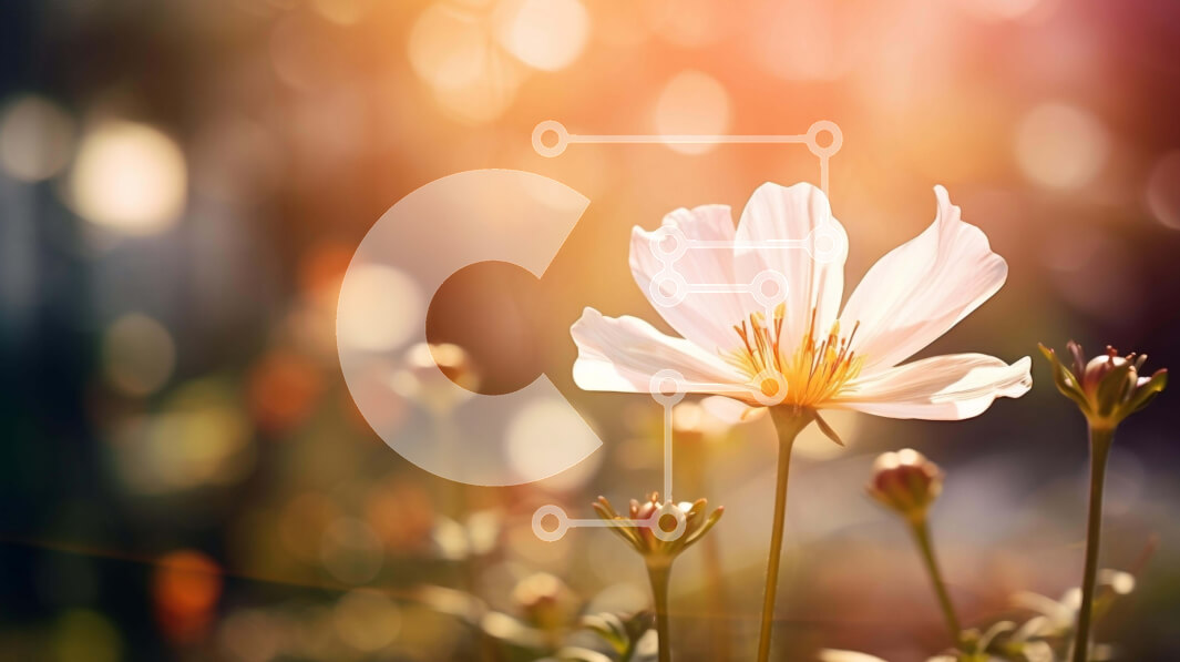 Intra Συλλεκτικό Ξύλινο Παζλ Plywood  4mm - Μονό λευκό λουλούδι σε φυσικό περιβάλλον με θολό φως του ήλιου Σε Ξύλινο Κουτί - Διαστάσεις: 10x10 cm – 25 κομμάτια