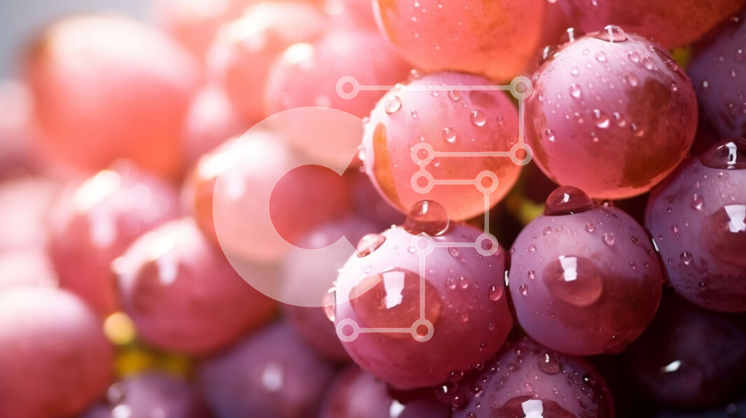 Σετ των 2 Intra Συλλεκτικό Ξύλινο Παζλ Plywood  4mm - Φρέσκα κόκκινα σταφύλια με σταγονίδια νερού Σε Ξύλινο Κουτί - Διαστάσεις: 10x10 cm – 25 κομμάτια