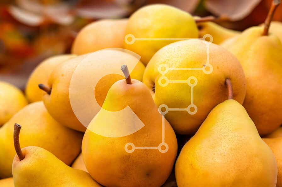 Σετ των 2 Intra Συλλεκτικό Ξύλινο Παζλ Plywood  4mm - Στοίβα από ώριμα κίτρινα αχλάδια Σε Ξύλινο Κουτί - Διαστάσεις: 10x10 cm – 25 κομμάτια