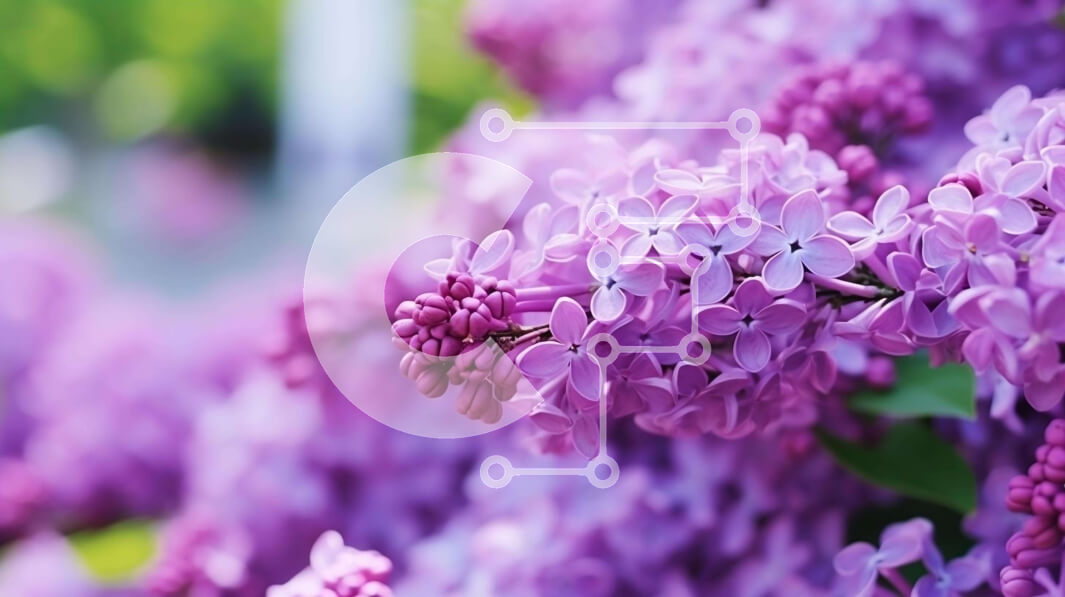 Intra Συλλεκτικό Ξύλινο Παζλ Plywood  4mm - Μωβ λιλά λουλούδια σε έναν κήπο Σε Ξύλινο Κουτί - Διαστάσεις: 10x10 cm – 25 κομμάτια