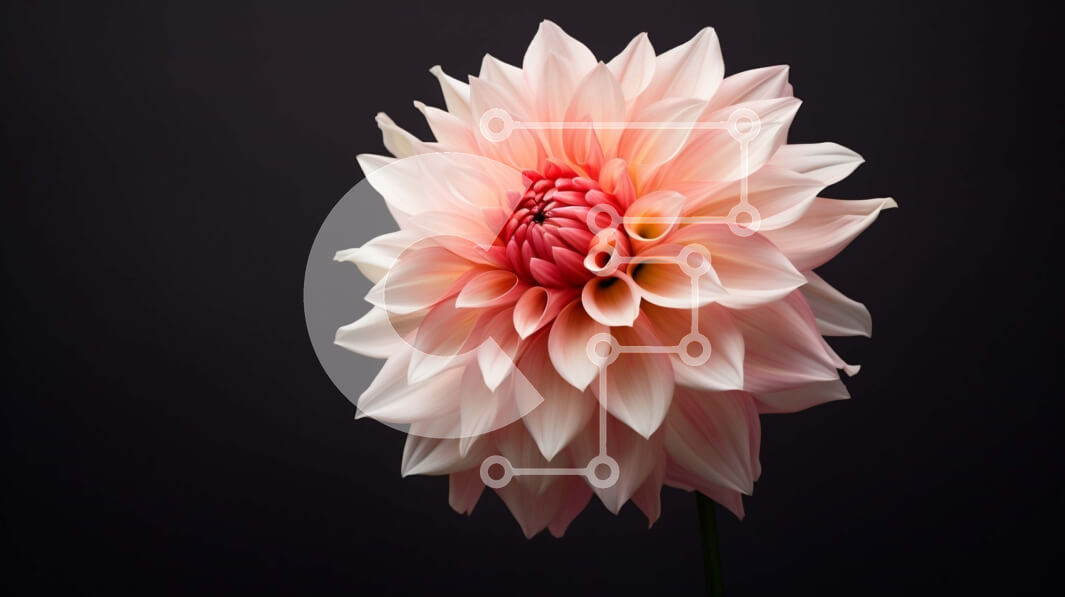 Intra Συλλεκτικό Ξύλινο Παζλ Plywood  4mm - Ροζ λουλούδι Ντάλια σε μαύρο φόντο Σε Ξύλινο Κουτί - Διαστάσεις: 10x10 cm – 25 κομμάτια