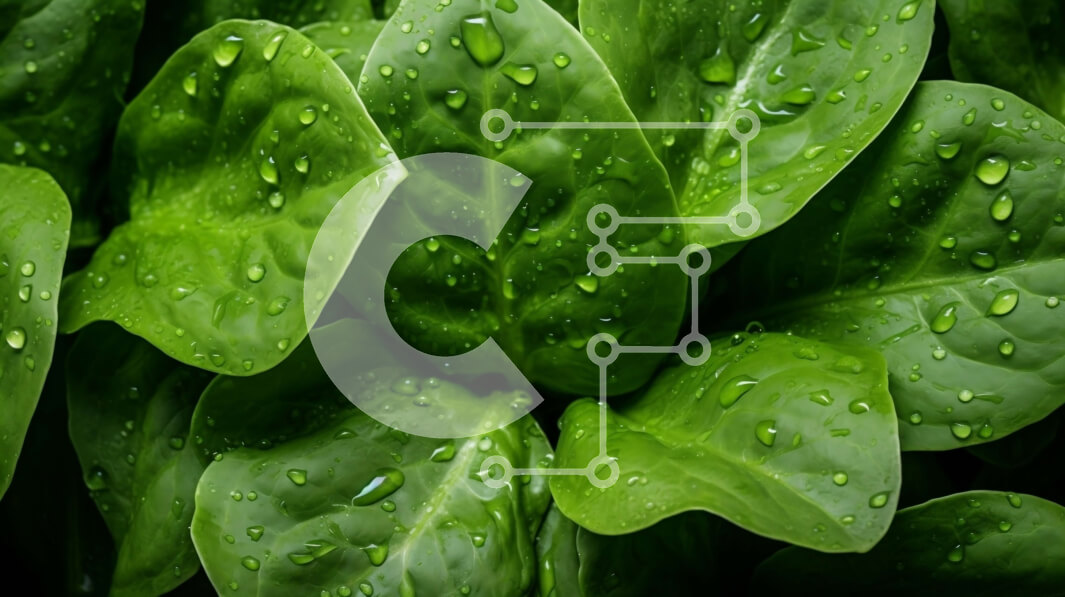 Intra Συλλεκτικό Ξύλινο Παζλ Plywood  4mm - Φυλλώδες φυτό με σταγονίδια νερού Σε Ξύλινο Κουτί - Διαστάσεις: 10x10 cm – 25 κομμάτια