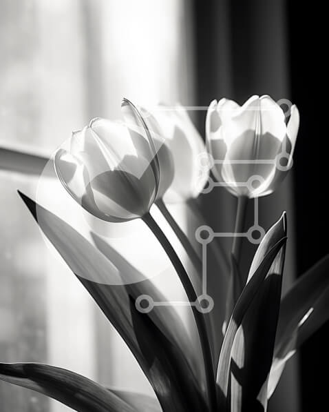 Intra Συλλεκτικό Ξύλινο Παζλ Plywood  4mm - Φρέσκες λευκές τουλίπες σε ασπρόμαυρο βάζο Σε Ξύλινο Κουτί - Διαστάσεις: 10x10 cm – 25 κομμάτια