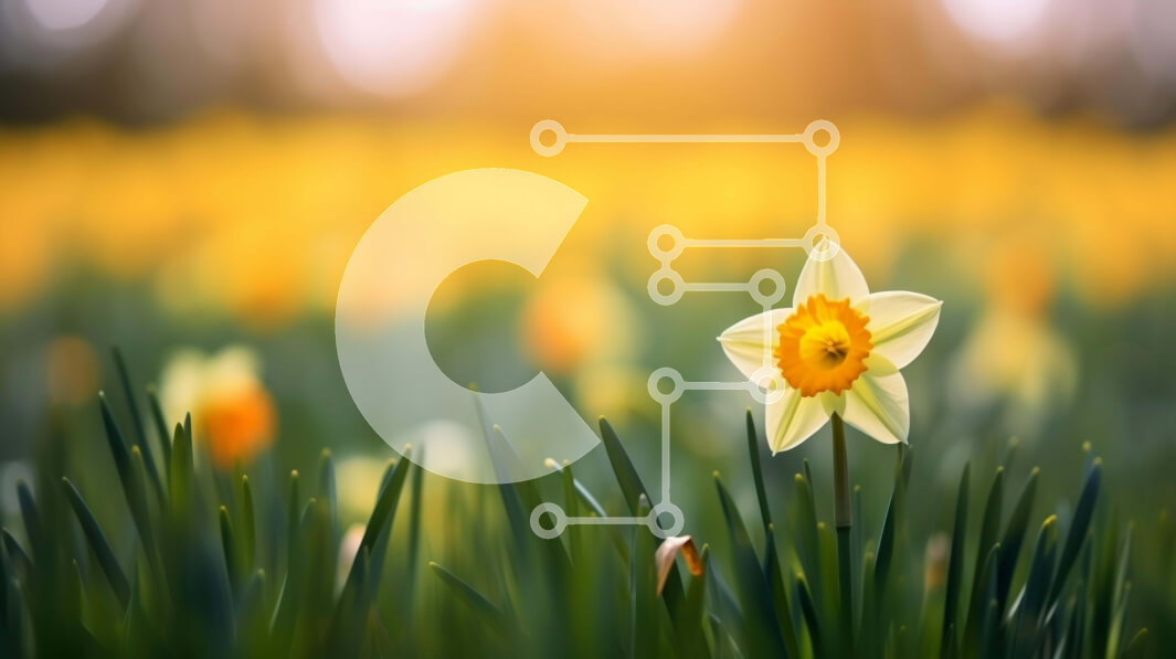 Intra Συλλεκτικό Ξύλινο Παζλ Plywood  4mm - Ενιαίος κίτρινος ασφόδελος σε χορταριασμένο χωράφι Σε Ξύλινο Κουτί - Διαστάσεις: 10x10 cm – 25 κομμάτια