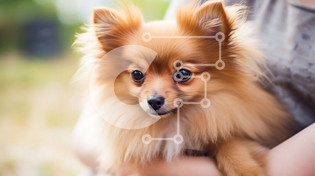 Intra Συλλεκτικό Ξύλινο Παζλ Plywood  4mm - Κρατείται μικρός σκύλος Pomeranian Σε Ξύλινο Κουτί - Διαστάσεις: 10x10 cm – 25 κομμάτια