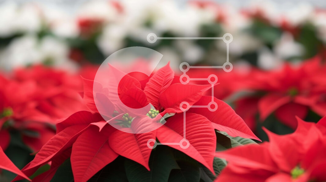 Intra Συλλεκτικό Ξύλινο Παζλ Plywood  4mm - Κοντινό πλάνο των κόκκινων και λευκών λουλουδιών Poinsettia στην άνθιση Σε Ξύλινο Κουτί - Διαστάσεις: 10x10 cm – 25 κομμάτια