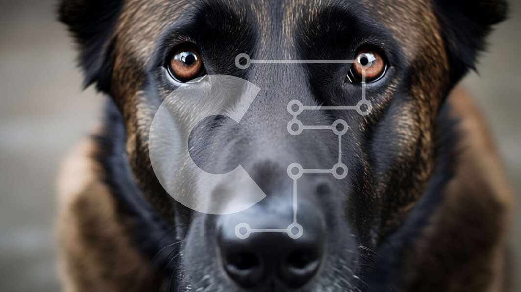 Intra Συλλεκτικό Ξύλινο Παζλ Plywood  4mm - Κοντινό πλάνο του προσώπου ενός σκύλου με μια σοβαρή έκφραση Σε Ξύλινο Κουτί - Διαστάσεις: 10x10 cm – 25 κομμάτια