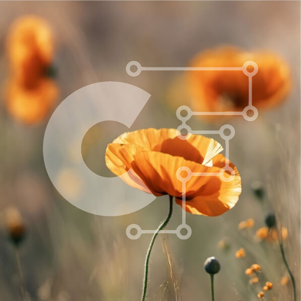 Intra Συλλεκτικό Ξύλινο Παζλ Plywood  4mm - Πεδίο με πορτοκαλί παπαρούνες σε πλήρη άνθιση με καταγάλανο ουρανό Σε Ξύλινο Κουτί - Διαστάσεις: 10x10 cm – 25 κομμάτια