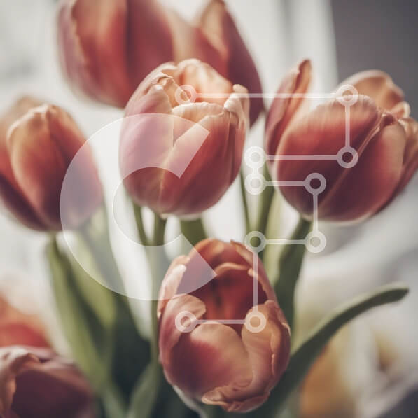 Intra Συλλεκτικό Ξύλινο Παζλ Plywood  4mm - Ροζ τουλίπες σε βάζο στο τραπέζι Σε Ξύλινο Κουτί - Διαστάσεις: 10x10 cm – 25 κομμάτια