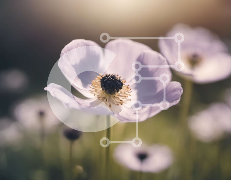 Intra Συλλεκτικό Ξύλινο Παζλ Plywood  4mm - Κοντινό πλάνο ενός λευκού λουλουδιού σε πλήρη άνθιση με κίτρινο κέντρο Σε Ξύλινο Κουτί - Διαστάσεις: 10x10 cm – 25 κομμάτια