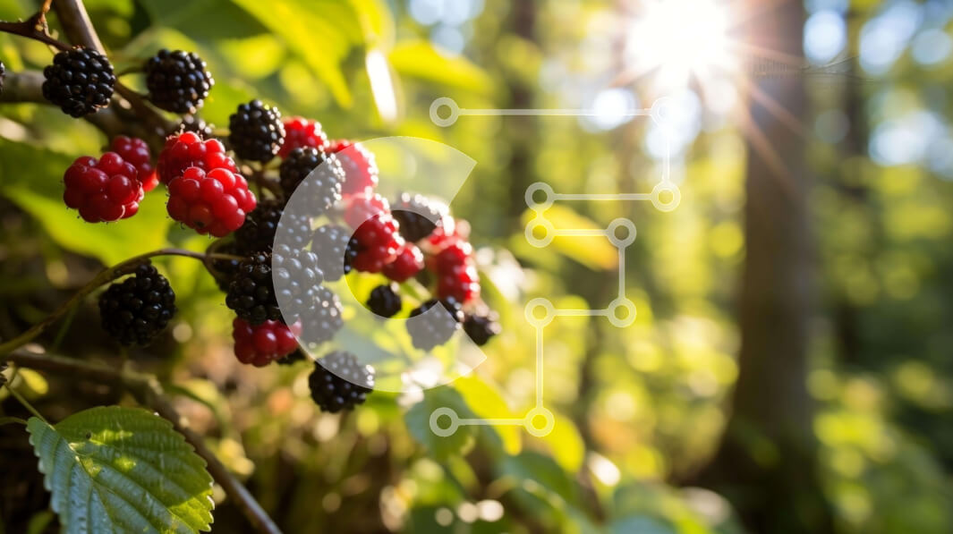 Intra Συλλεκτικό Ξύλινο Παζλ Plywood  4mm - Φυτό βατόμουρου με κόκκινα και μαύρα μούρα στο δάσος Σε Ξύλινο Κουτί - Διαστάσεις: 10x10 cm – 25 κομμάτια