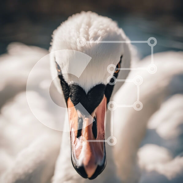 Intra Συλλεκτικό Ξύλινο Παζλ Plywood  4mm - Κινηματογράφηση σε πρώτο πλάνο του κεφαλιού του Κύκνου Σε Ξύλινο Κουτί - Διαστάσεις: 10x10 cm – 25 κομμάτια