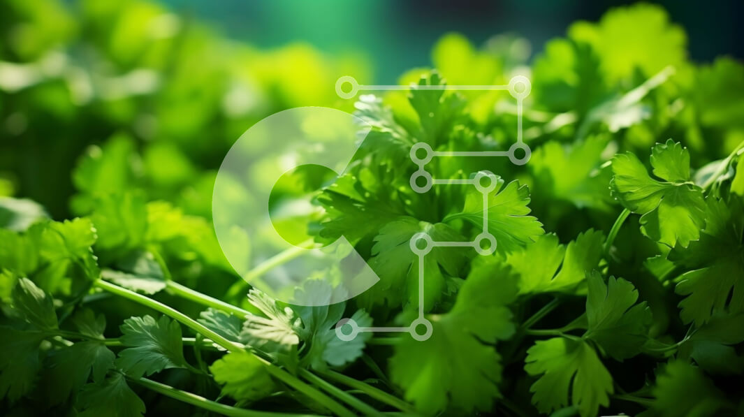 Σετ των 2 Intra Συλλεκτικό Ξύλινο Παζλ Plywood  4mm - Κοντινή όψη των φρέσκων φύλλων κόλιανδρου Σε Ξύλινο Κουτί - Διαστάσεις: 10x10 cm – 25 κομμάτια