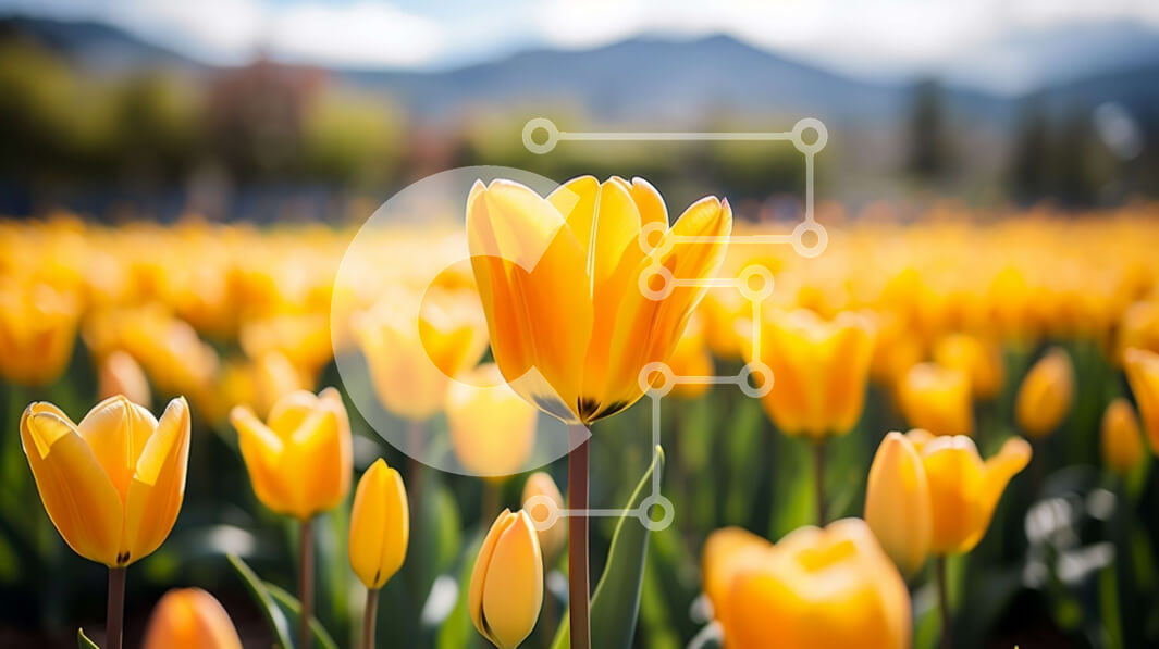 Intra Συλλεκτικό Ξύλινο Παζλ Plywood  4mm - Όμορφο πεδίο με κίτρινες τουλίπες με χιονισμένα βουνά Σε Ξύλινο Κουτί - Διαστάσεις: 10x10 cm – 25 κομμάτια