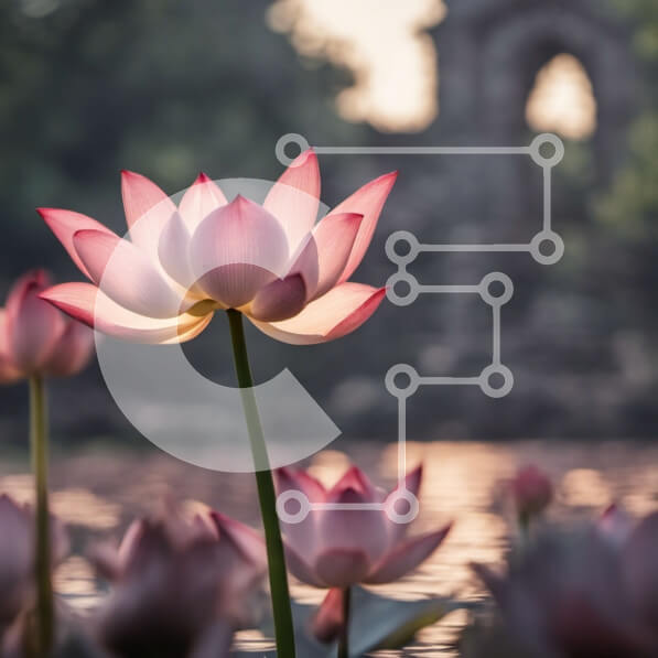 Intra Συλλεκτικό Ξύλινο Παζλ Plywood  4mm - Ροζ λουλούδι λωτού σε πλήρη άνθιση στο ηλιοβασίλεμα Σε Ξύλινο Κουτί - Διαστάσεις: 10x10 cm – 25 κομμάτια