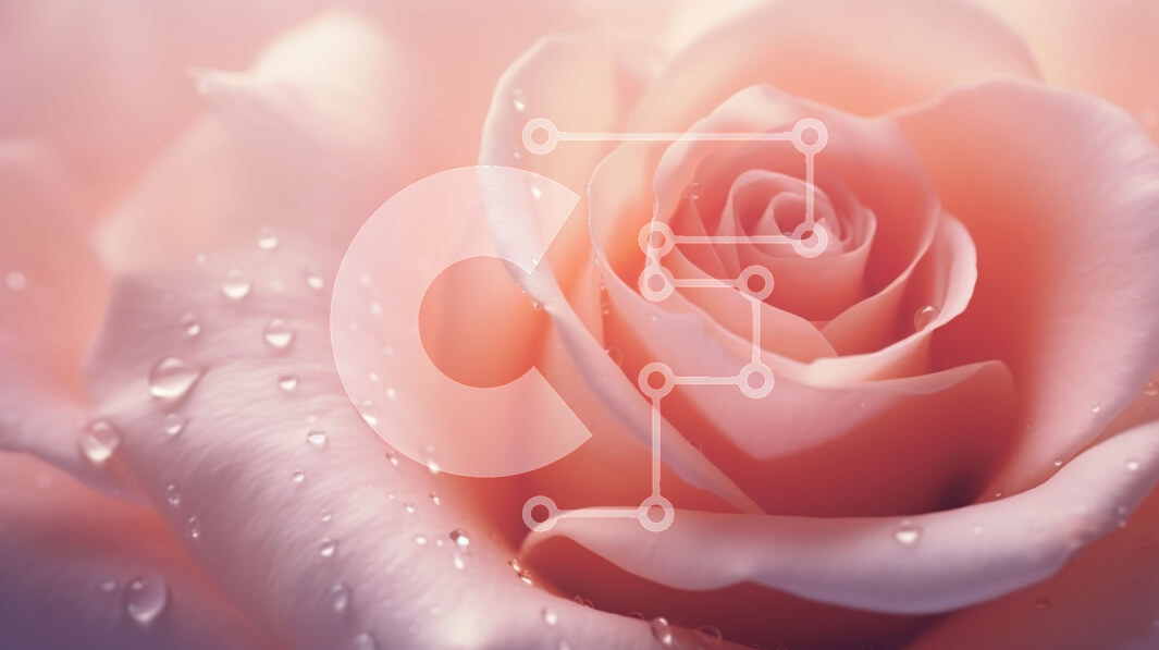 Intra Συλλεκτικό Ξύλινο Παζλ Plywood  4mm - Κοντινό πλάνο ροζ τριαντάφυλλο με σταγονίδια νερού Σε Ξύλινο Κουτί - Διαστάσεις: 10x10 cm – 25 κομμάτια