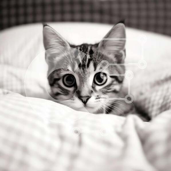 Intra Συλλεκτικό Ξύλινο Παζλ Plywood  4mm - Αξιολάτρευτη εικόνα ενός γατάκι που κρύβεται κάτω από τα σκεπάσματα Σε Ξύλινο Κουτί - Διαστάσεις: 10x10 cm – 25 κομμάτια