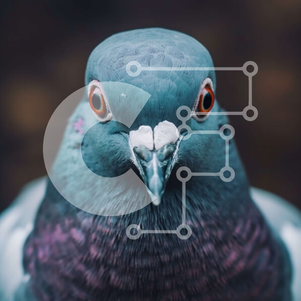 Intra Συλλεκτικό Ξύλινο Παζλ Plywood  4mm - Εκπληκτική κινηματογράφηση σε πρώτο πλάνο του κεφαλιού ενός περιστεριού με περίεργη έκφραση Σε Ξύλινο Κουτί - Διαστάσεις: 10x10 cm – 25 κομμάτια