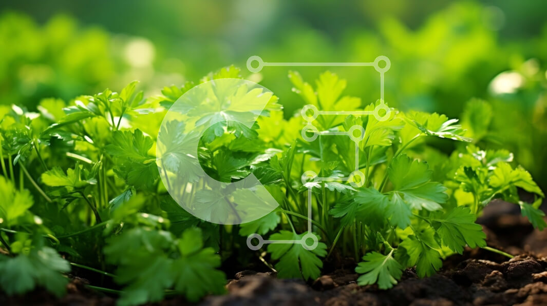 Intra Συλλεκτικό Ξύλινο Παζλ Plywood  4mm - Πράσινο φυτό μαϊντανού σε έναν κήπο Σε Ξύλινο Κουτί - Διαστάσεις: 10x10 cm – 25 κομμάτια