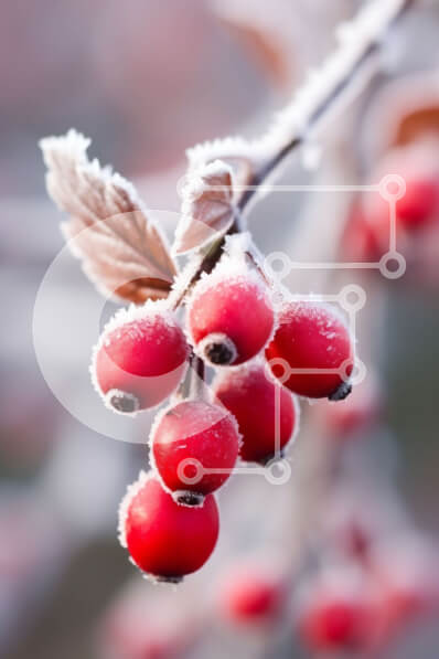 Σετ των 2 Intra Συλλεκτικό Ξύλινο Παζλ Plywood  4mm - Κλαδί με κόκκινα μούρα καλυμμένα με παγετό Σε Ξύλινο Κουτί - Διαστάσεις: 10x10 cm – 25 κομμάτια