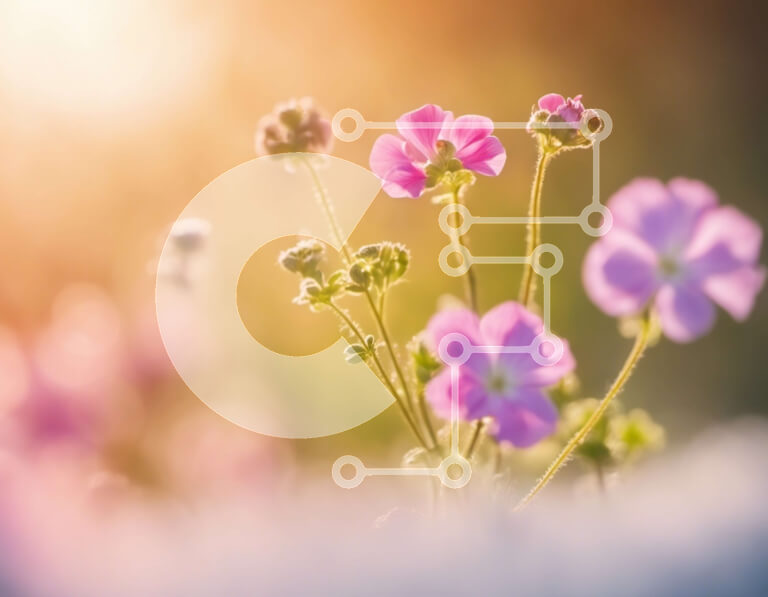 Intra Συλλεκτικό Ξύλινο Παζλ Plywood  4mm - Πεδίο με ροζ λουλούδια με ήλιο που λάμπει Σε Ξύλινο Κουτί - Διαστάσεις: 10x10 cm – 25 κομμάτια