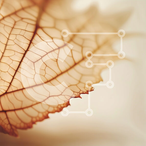 Intra Συλλεκτικό Ξύλινο Παζλ Plywood  4mm - Όμορφη κινηματογράφηση σε πρώτο πλάνο ενός ξεραμένου φύλλου σε λευκό φόντο Σε Ξύλινο Κουτί - Διαστάσεις: 10x10 cm – 25 κομμάτια