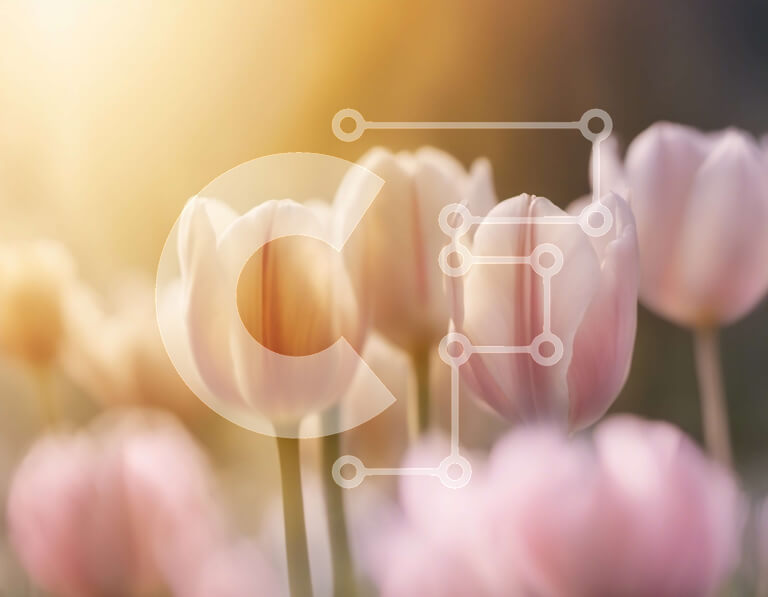 Intra Συλλεκτικό Ξύλινο Παζλ Plywood  4mm - Ομάδα ροζ τουλίπες σε ένα χωράφι Σε Ξύλινο Κουτί - Διαστάσεις: 10x10 cm – 25 κομμάτια