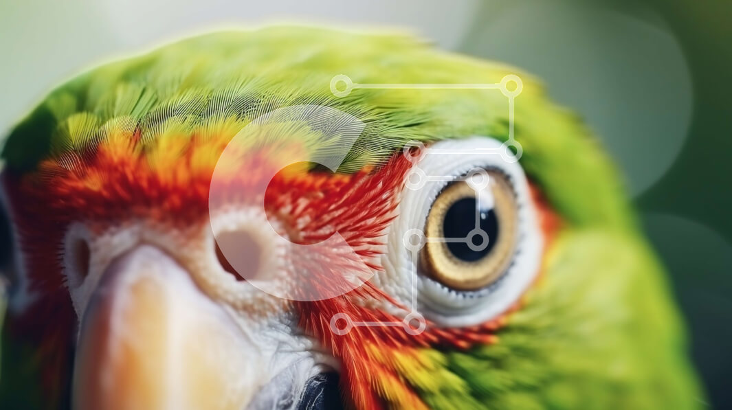 Σετ των 2 Intra Συλλεκτικό Ξύλινο Παζλ Plywood  4mm - Κοντινό πλάνο του κεφαλιού και του προσώπου του πράσινου παπαγάλου Σε Ξύλινο Κουτί - Διαστάσεις: 10x10 cm – 25 κομμάτια