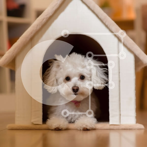 Intra Συλλεκτικό Ξύλινο Παζλ Plywood  4mm - Αξιολάτρευτη εικόνα ενός μικρού λευκού σκύλου που κάθεται σε ένα σκυλόσπιτο Σε Ξύλινο Κουτί - Διαστάσεις: 10x10 cm – 25 κομμάτια