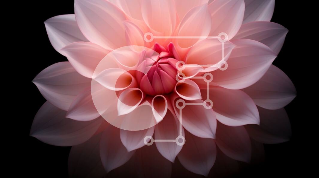 Intra Συλλεκτικό Ξύλινο Παζλ Plywood  4mm - Ροζ λουλούδι σε μαύρο φόντο Σε Ξύλινο Κουτί - Διαστάσεις: 10x10 cm – 25 κομμάτια