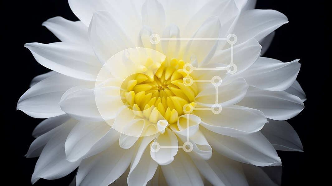 Intra Συλλεκτικό Ξύλινο Παζλ Plywood  4mm - Μεγάλο λευκό λουλούδι με κίτρινα κέντρα σε μαύρο φόντο Σε Ξύλινο Κουτί - Διαστάσεις: 10x10 cm – 25 κομμάτια