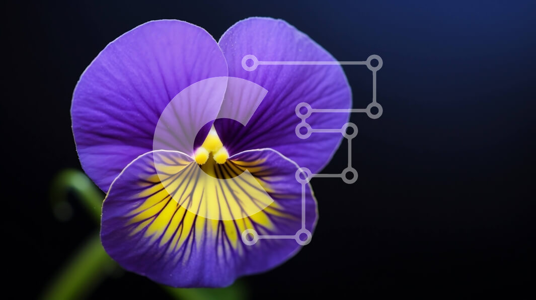 Intra Συλλεκτικό Ξύλινο Παζλ Plywood  4mm - Μονό μωβ λουλούδι με κίτρινες και πορτοκαλί ρίγες Σε Ξύλινο Κουτί - Διαστάσεις: 10x10 cm – 25 κομμάτια