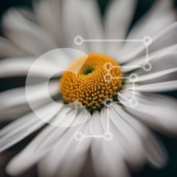 Intra Συλλεκτικό Ξύλινο Παζλ Plywood  4mm - Όμορφη λευκή μαργαρίτα με κίτρινο κέντρο και πράσινα φύλλα Σε Ξύλινο Κουτί - Διαστάσεις: 10x10 cm – 25 κομμάτια