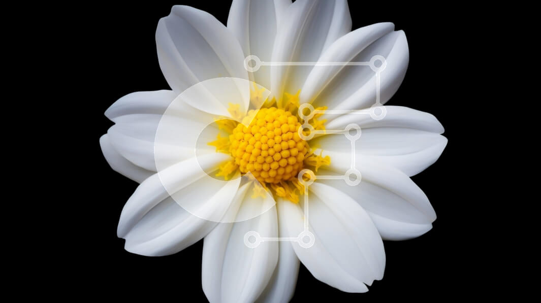 Intra Συλλεκτικό Ξύλινο Παζλ Plywood  4mm - Μονό λευκό λουλούδι μαργαρίτας σε μαύρο φόντο Σε Ξύλινο Κουτί - Διαστάσεις: 10x10 cm – 25 κομμάτια