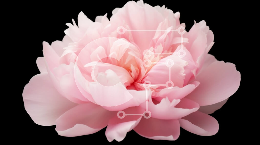 Intra Συλλεκτικό Ξύλινο Παζλ Plywood  4mm - Ροζ λουλούδι παιώνιας σε πρώτο πλάνο σε μαύρο φόντο Σε Ξύλινο Κουτί - Διαστάσεις: 10x10 cm – 25 κομμάτια