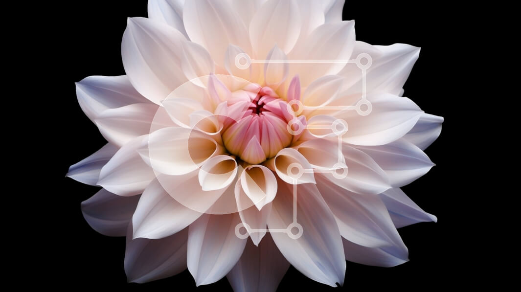 Intra Συλλεκτικό Ξύλινο Παζλ Plywood  4mm - Λευκό λουλούδι με ροζ πέταλα σε μαύρο φόντο Σε Ξύλινο Κουτί - Διαστάσεις: 10x10 cm – 25 κομμάτια