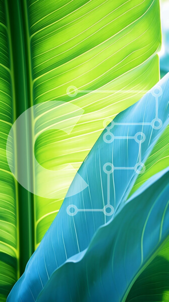 Σετ των 2 Intra Συλλεκτικό Ξύλινο Παζλ Plywood  4mm - Κοντινό πλάνο πράσινων φύλλων μπανάνας Σε Ξύλινο Κουτί - Διαστάσεις: 10x10 cm – 25 κομμάτια