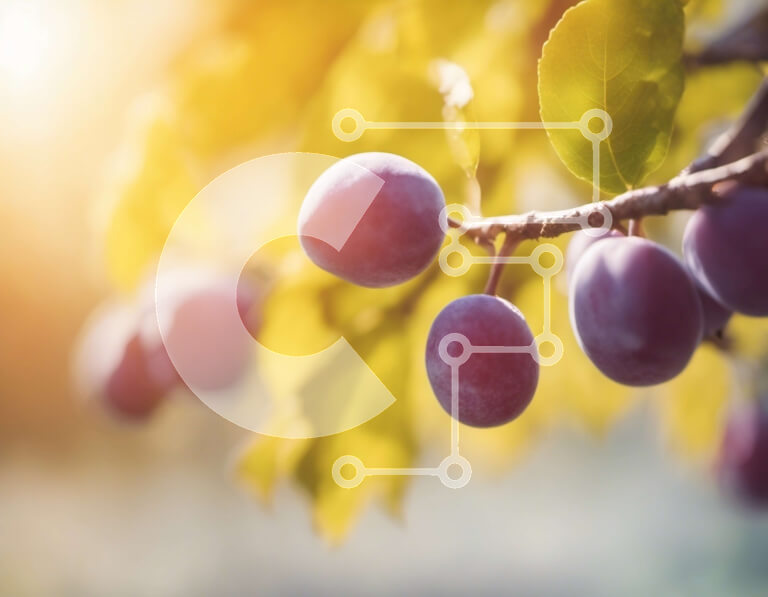 Intra Συλλεκτικό Ξύλινο Παζλ Plywood  4mm - Ώριμα δαμάσκηνα στο κλαδί δέντρου δαμασκηνιάς Σε Ξύλινο Κουτί - Διαστάσεις: 10x10 cm – 25 κομμάτια