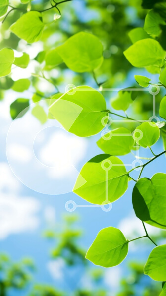 Σετ των 2 Intra Συλλεκτικό Ξύλινο Παζλ Plywood  4mm - Όμορφο πράσινο δέντρο με φύλλα στο γαλάζιο του ουρανού Σε Ξύλινο Κουτί - Διαστάσεις: 10x10 cm – 25 κομμάτια