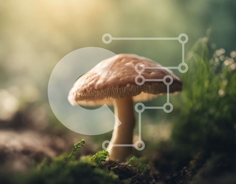 Intra Συλλεκτικό Ξύλινο Παζλ Plywood  4mm - Ένα όμορφο μανιτάρι στο δάσος Σε Ξύλινο Κουτί - Διαστάσεις: 10x10 cm – 25 κομμάτια